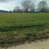  For Rent , Agricultural 5500 m2 Pierea 8098530 thumb4