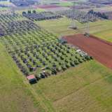  For Sale - (€ 0 / m2), Agricultural 3353 m2 Doxato 8098574 thumb4