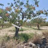  (For Sale) Land Agricultural Land  || Piraias/Aigina - 6.500 Sq.m, 240.000€ Piraeus 7898638 thumb0
