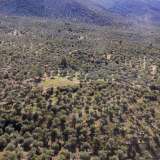 For Sale - (€ 0 / m2), Agricultural 4237.72 m2 Thasos 8098659 thumb5