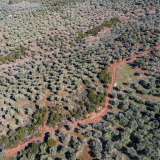  For Sale - (€ 0 / m2), Agricultural 4237.72 m2 Thasos 8098659 thumb9