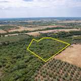  For Sale - (€ 0 / m2), Agricultural 8437 m2 Chrisoupoli 8098072 thumb3