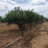  For Sale - (€ 0 / m2), Agricultural 1900 m2 Eleftheres 8098747 thumb5