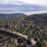  For Sale - (€ 0 / m2), Agricultural 4570 m2 Thasos 8098854 thumb3