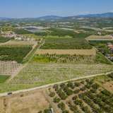  For Sale - (€ 0 / m2), Agricultural 4197 m2 Orfano 8098088 thumb6