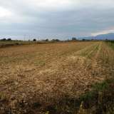  For Sale - (€ 0 / m2), Agricultural 12770 m2 Chrisoupoli 8098907 thumb0