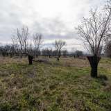  For Sale - (€ 0 / m2), Agricultural 5363 m2 Filippoi 8099217 thumb4