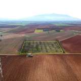  For Sale - (€ 0 / m2), Agricultural 5363 m2 Filippoi 8099217 thumb8