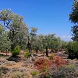  For Sale - (€ 0 / m2), Agricultural 6591.49 m2 Thasos 8099261 thumb0