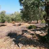  For Sale - (€ 0 / m2), Agricultural 6591.49 m2 Thasos 8099261 thumb5