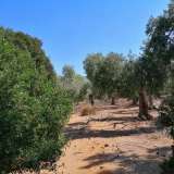  For Sale - (€ 0 / m2), Agricultural 6591.49 m2 Thasos 8099261 thumb3