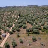  For Sale - (€ 0 / m2), Agricultural 3776 m2 Thasos 8099271 thumb7