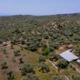  For Sale - (€ 0 / m2), Agricultural 3776 m2 Thasos 8099271 thumb6