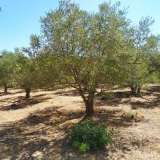  For Sale - (€ 0 / m2), Agricultural 4987 m2 Eleftheres 8099301 thumb8