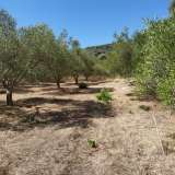  For Sale - (€ 0 / m2), Agricultural 4987 m2 Eleftheres 8099301 thumb7