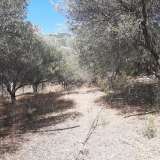  For Sale - (€ 0 / m2), Agricultural 6036 m2 Kavala 8099360 thumb3