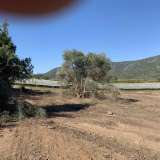  For Sale - (€ 0 / m2), Agricultural 6700 m2 Eleftheres 8099362 thumb2
