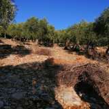  For Sale - (€ 0 / m2), Agricultural 4138 m2 Thasos 8099364 thumb0
