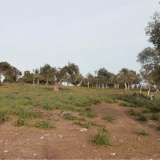  For Sale - (€ 0 / m2), Agricultural 8804 m2 Thasos 8099403 thumb9