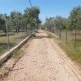  For Sale - (€ 0 / m2), Agricultural 7310 m2 Thasos 8099404 thumb0