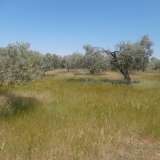  For Sale - (€ 0 / m2), Agricultural 7310 m2 Thasos 8099404 thumb3