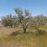  For Sale - (€ 0 / m2), Agricultural 7310 m2 Thasos 8099404 thumb4