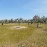  For Sale - (€ 0 / m2), Agricultural 7310 m2 Thasos 8099404 thumb5