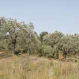  For Sale - (€ 0 / m2), Agricultural 12975 m2 Thasos 8099428 thumb6