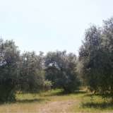 For Sale - (€ 0 / m2), Agricultural 6441 m2 Thasos 8099429 thumb4