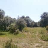  For Sale - (€ 0 / m2), Agricultural 6441 m2 Thasos 8099429 thumb5