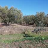  For Sale - (€ 0 / m2), Agricultural 4500 m2 Eleftheres 8099475 thumb4