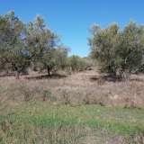  For Sale - (€ 0 / m2), Agricultural 4500 m2 Eleftheres 8099475 thumb5