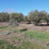  For Sale - (€ 0 / m2), Agricultural 4500 m2 Eleftheres 8099475 thumb1