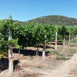 For Sale - (€ 0 / m2), Agricultural 5500 m2 Eleftheres 8099480 thumb3