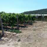  For Sale - (€ 0 / m2), Agricultural 5500 m2 Eleftheres 8099480 thumb7