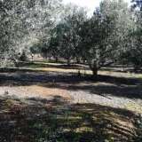  For Sale - (€ 0 / m2), Agricultural 8500 m2 Chrisoupoli 8099499 thumb4