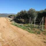  For Sale - (€ 0 / m2), Agricultural 8500 m2 Chrisoupoli 8099499 thumb3