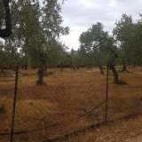  For Sale - (€ 0 / m2), Agricultural 4800 m2 Thasos 8099504 thumb3