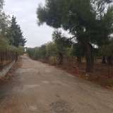  For Sale - (€ 0 / m2), Agricultural 4800 m2 Thasos 8099504 thumb1